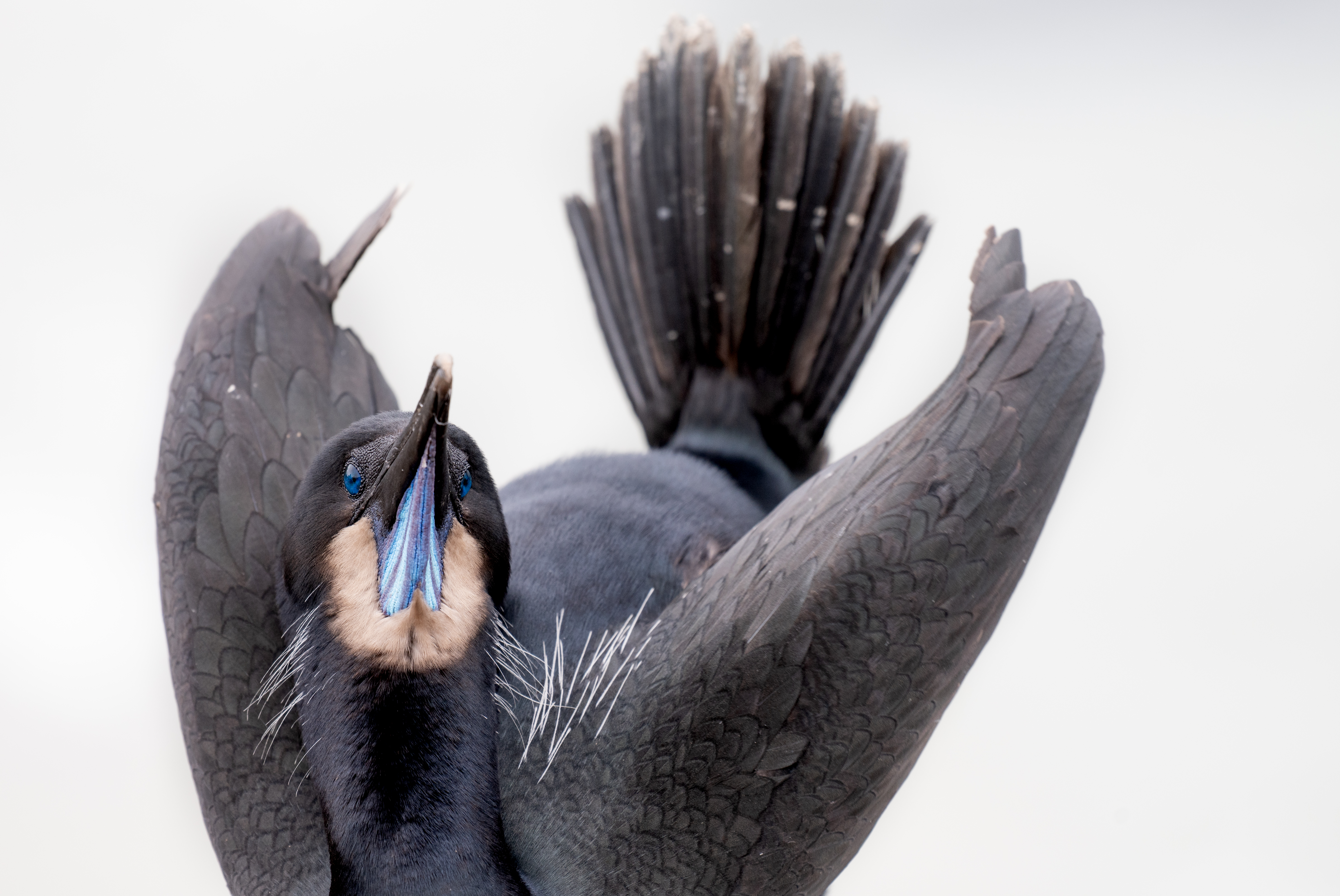Brandt's cormorant in courtship display